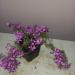 Perene: FLOKS - Phlox subulata - roze, slika2